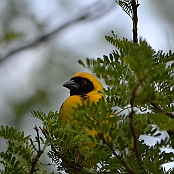 "Southern Masked-Weaver" Montagu, South Africa